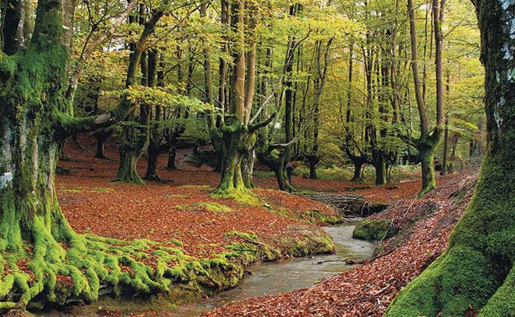 aisaje de un bosque con árboles cubiertos de musgo, hojas secas en el suelo y un arroyo que cruza la escena.